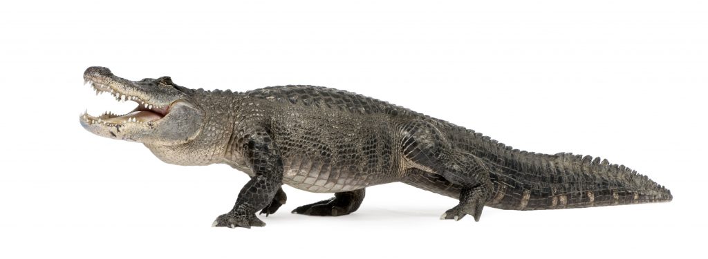 alligator